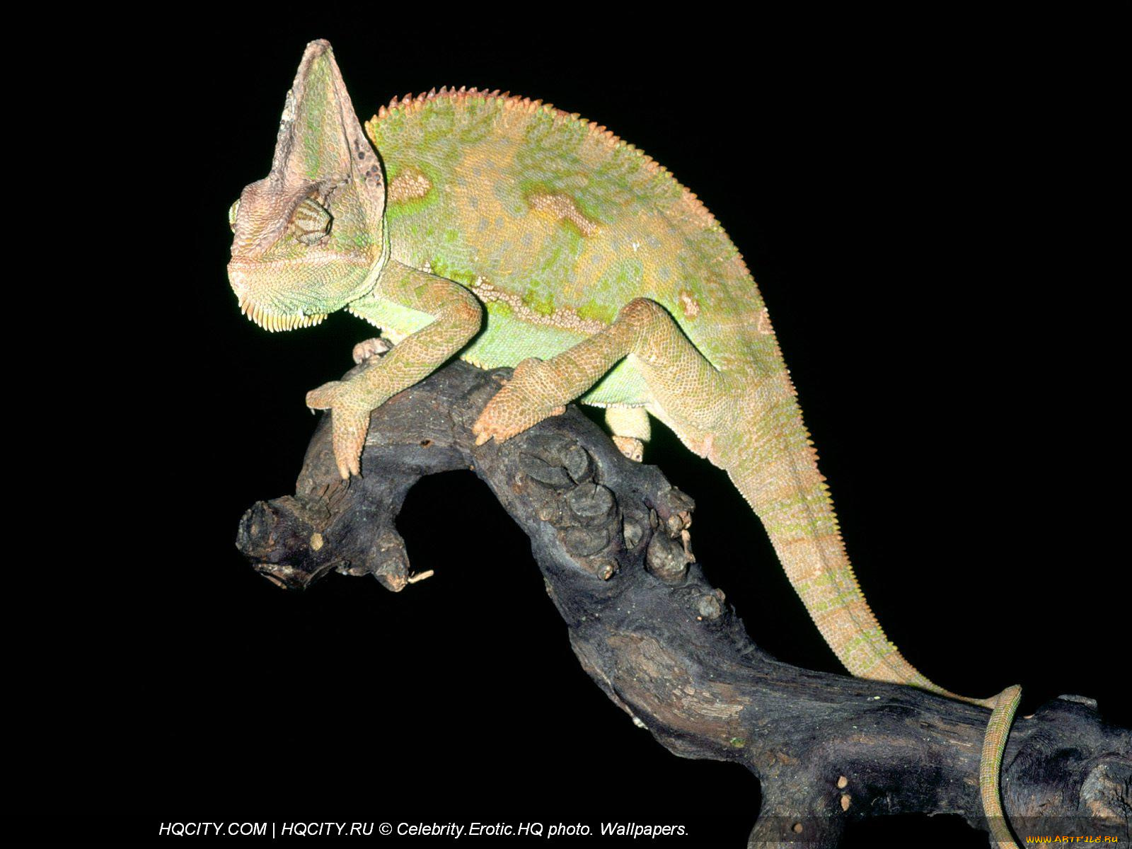 животные, хамелеоны