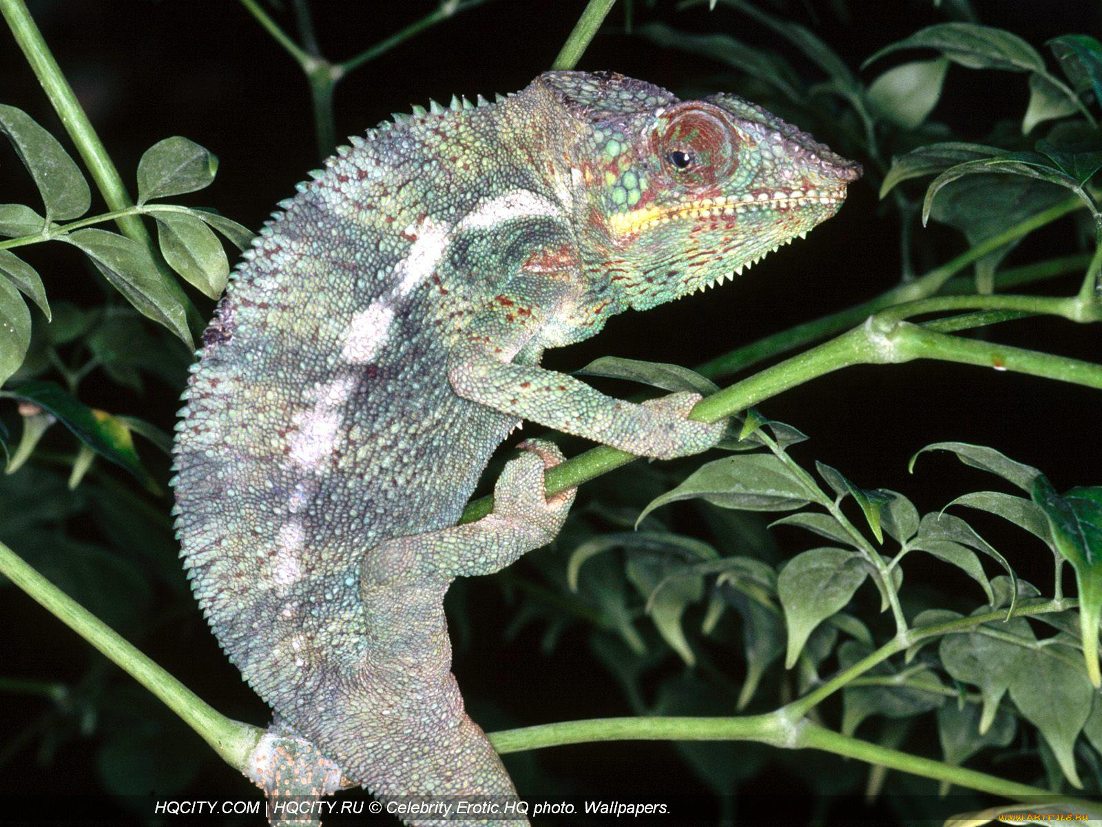 животные, хамелеоны