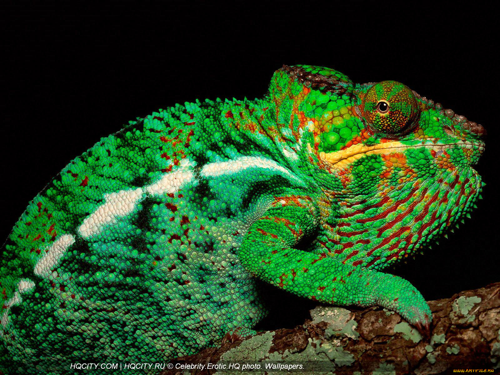 животные, хамелеоны