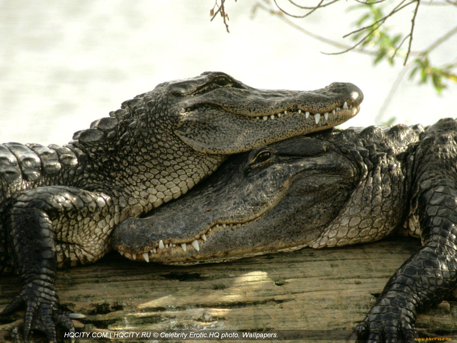животные, крокодилы