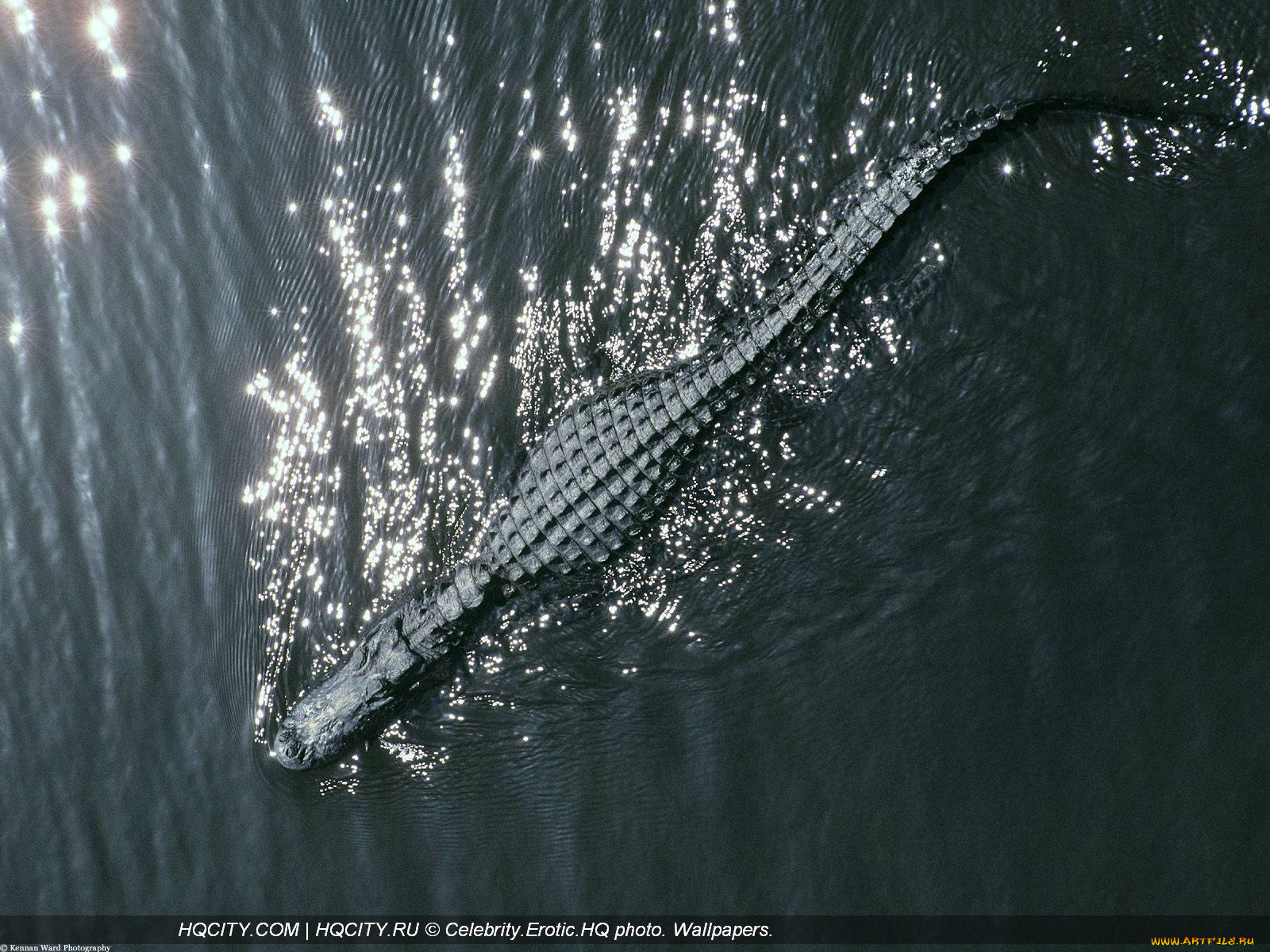 животные, крокодилы