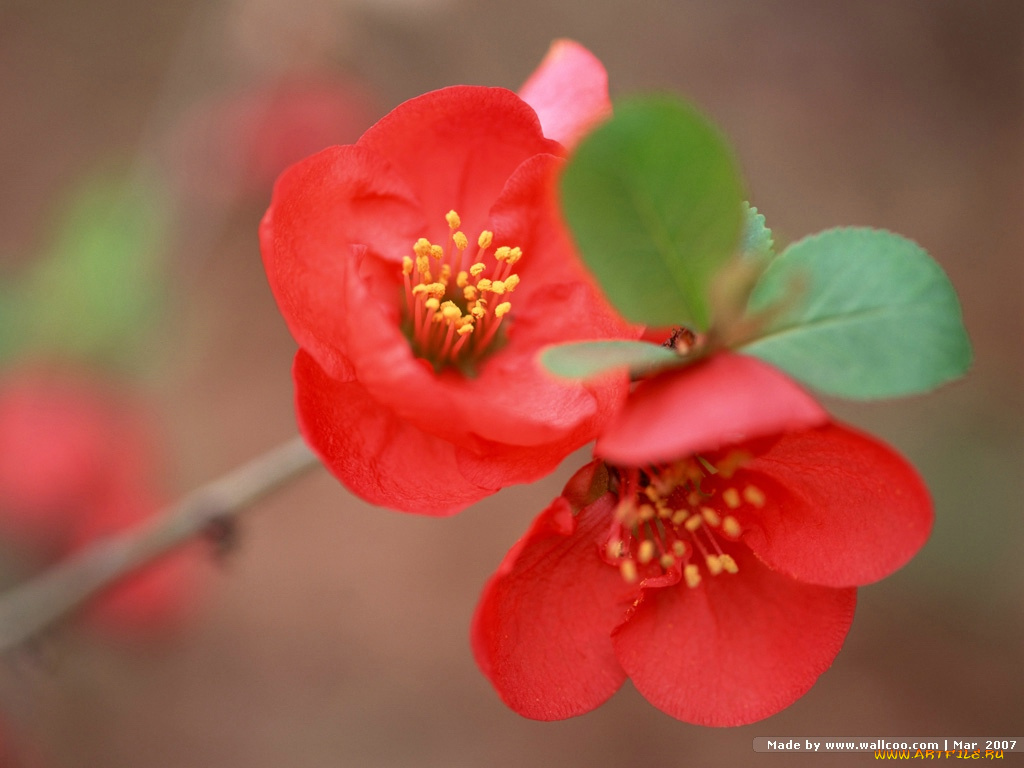 цветы, айва