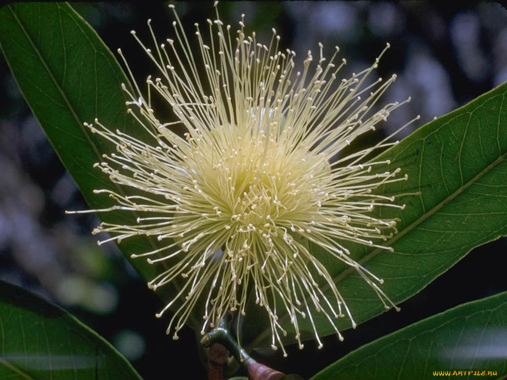 цветы, акация