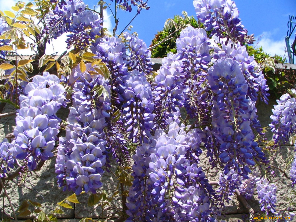 цветы, глициния