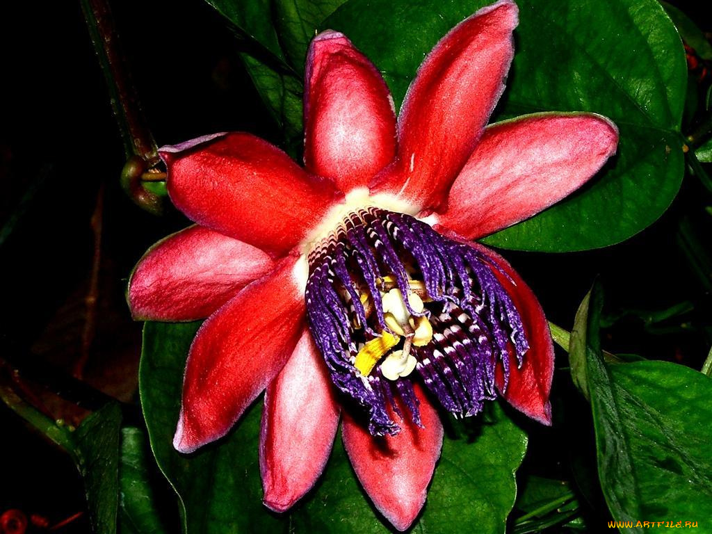 цветы, пассифлора