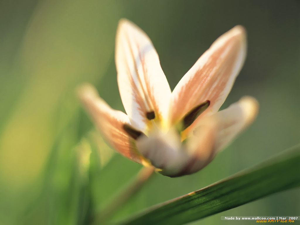 цветы, тюльпаны