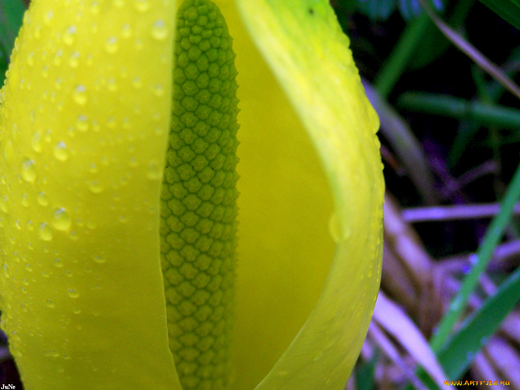 цветы, воде, спатифиллум