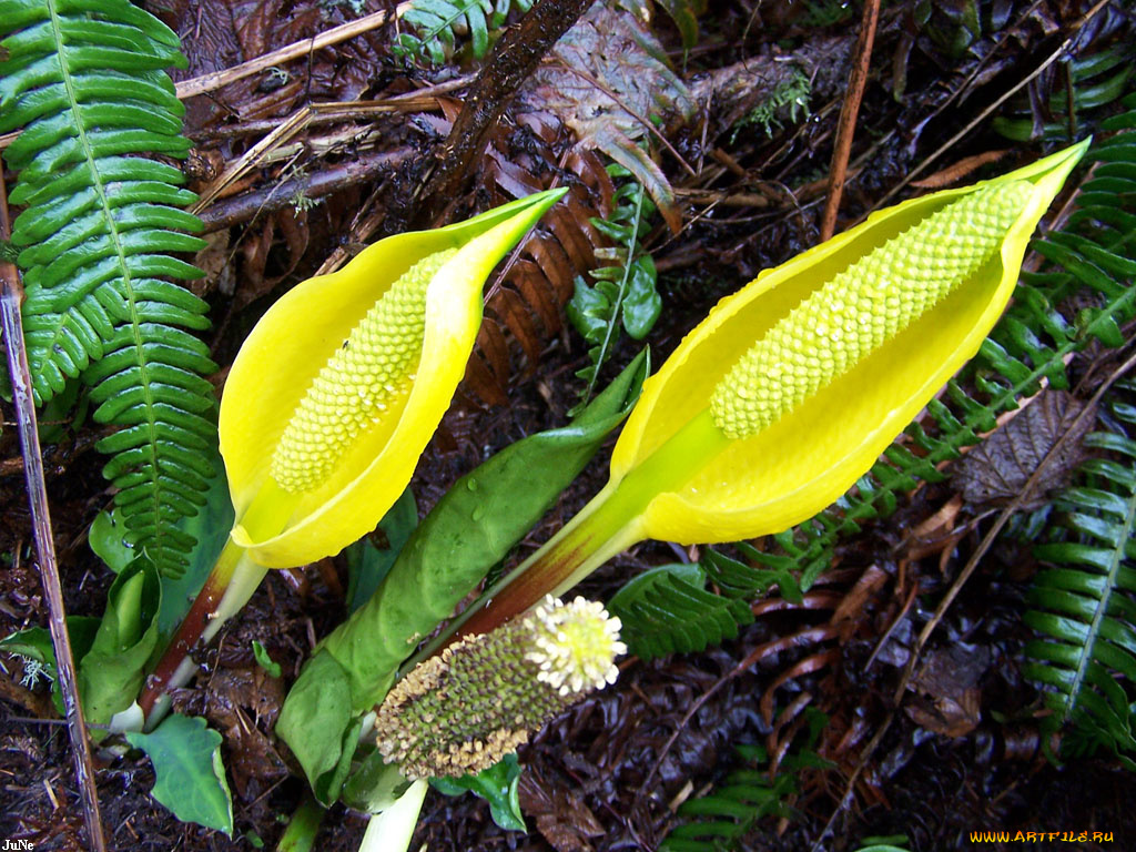 желтые, цветы, воде, спатифиллум