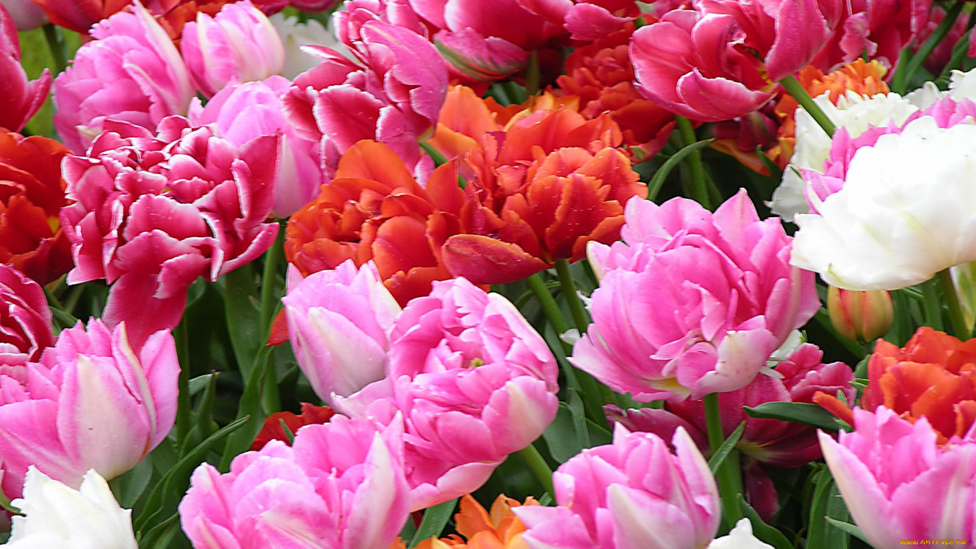 цветы, тюльпаны