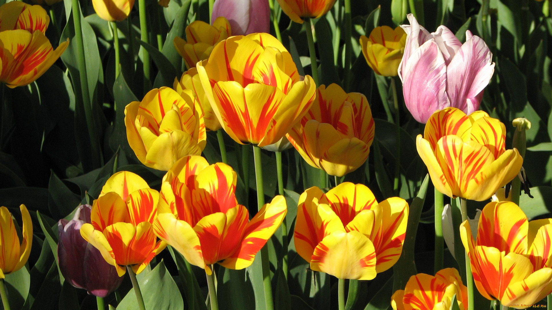 цветы, тюльпаны