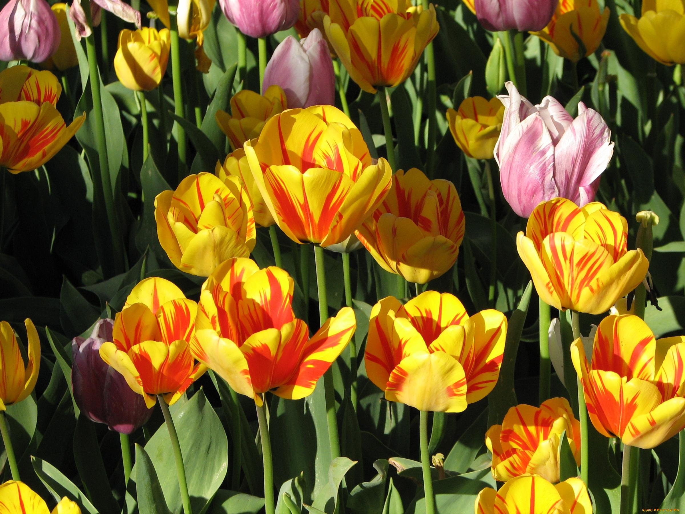 цветы, тюльпаны