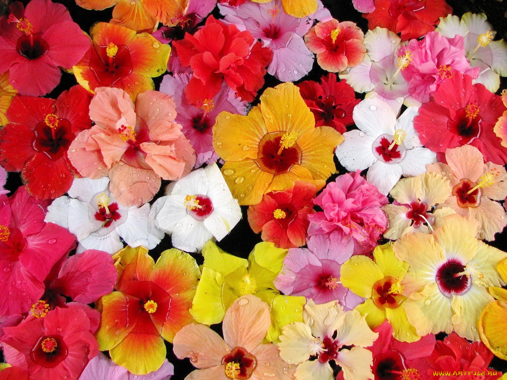 цветы, гибискусы