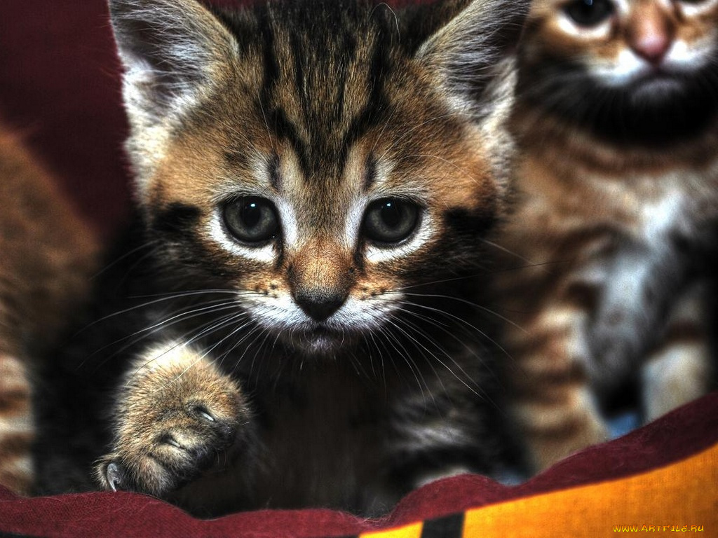 jenta, сурьёзный, животные, коты