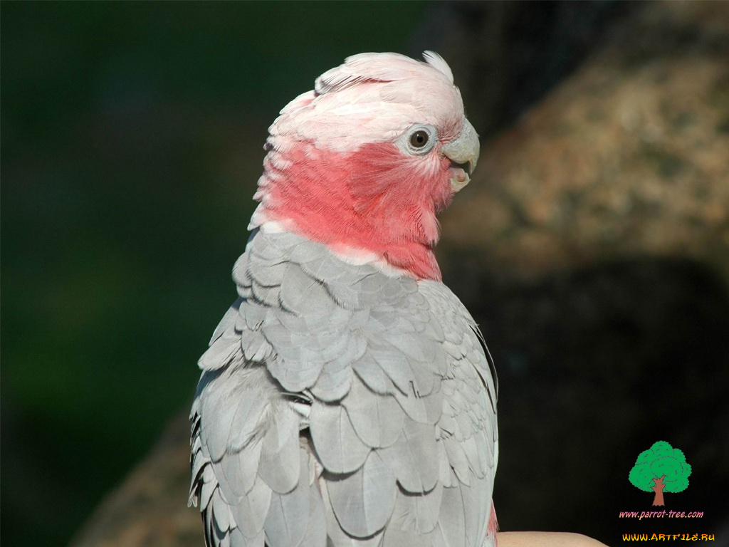 животные, попугаи