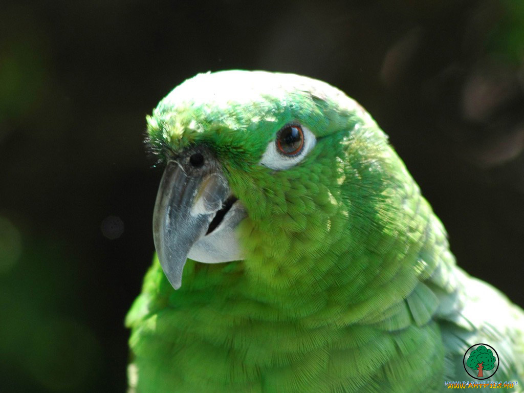 животные, попугаи