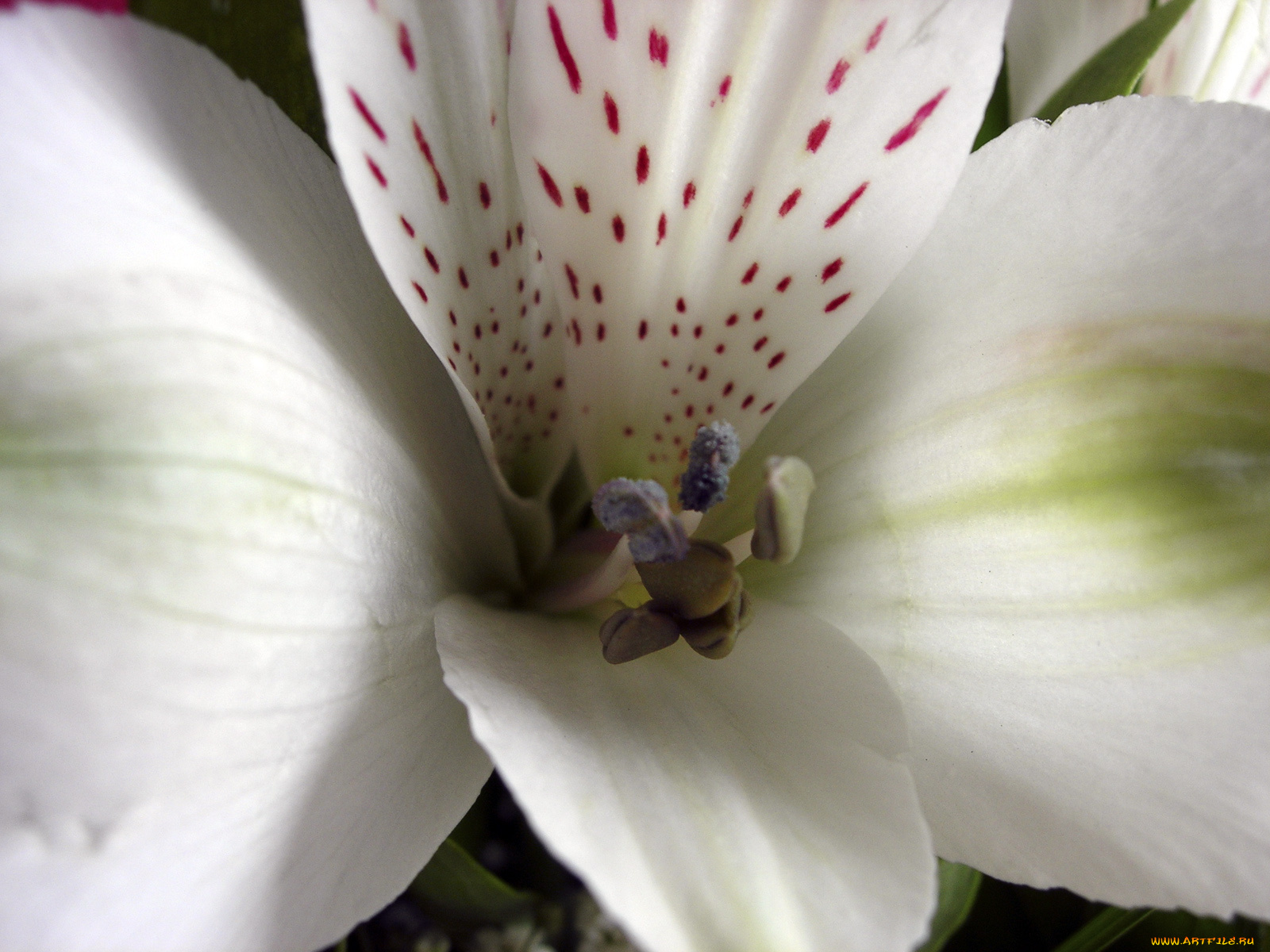 цветы, альстромерия