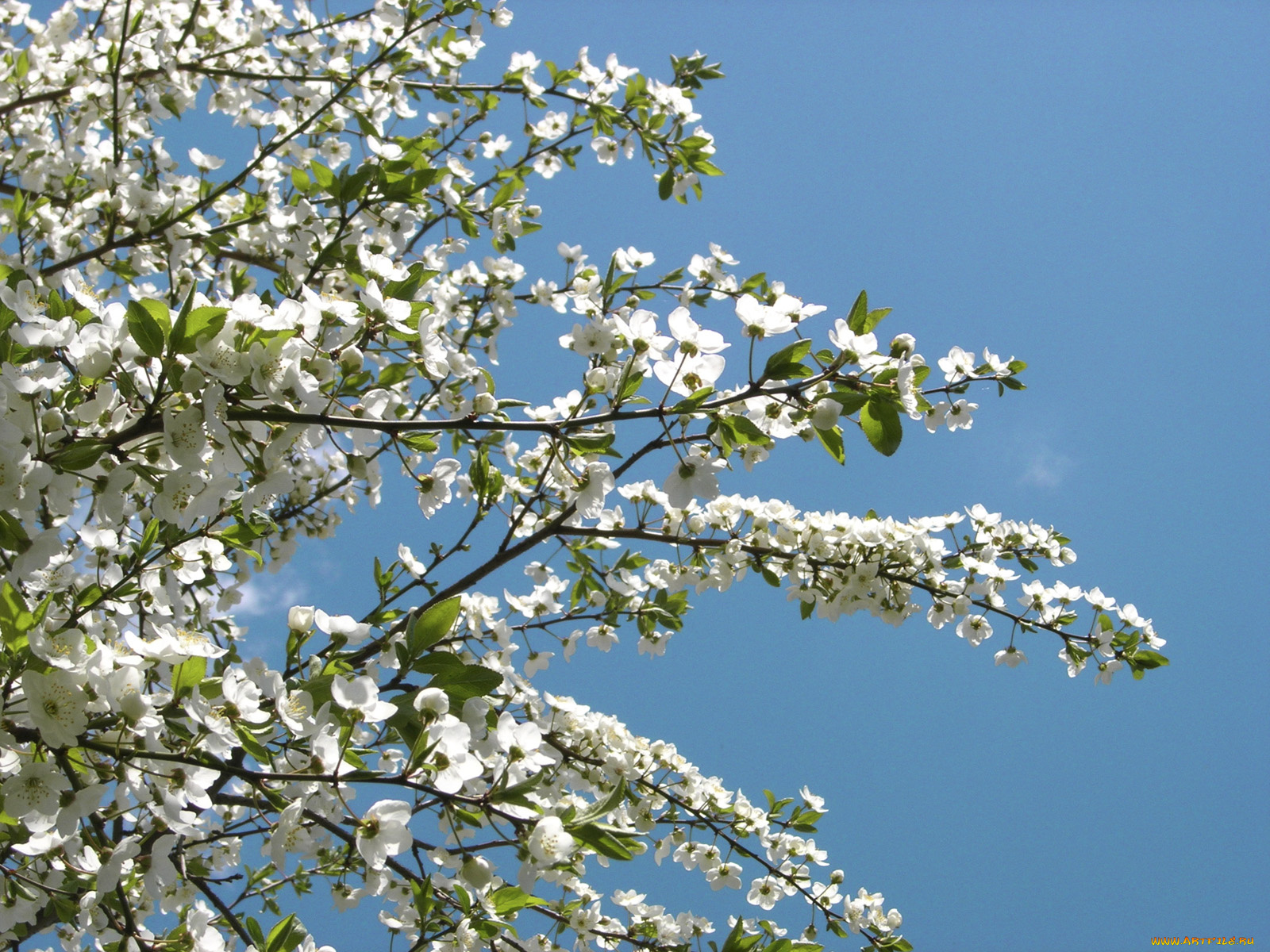 цветы, цветущие, деревья, кустарники