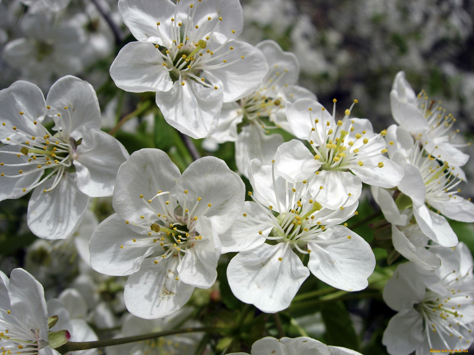 цветы, цветущие, деревья, кустарники
