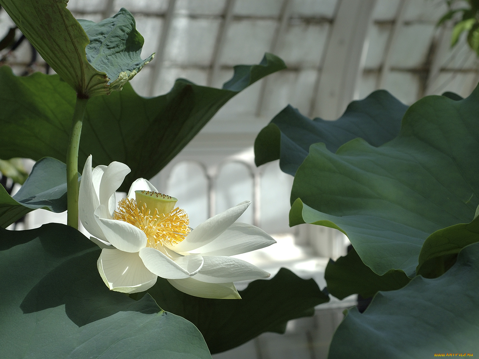 цветы, лотосы