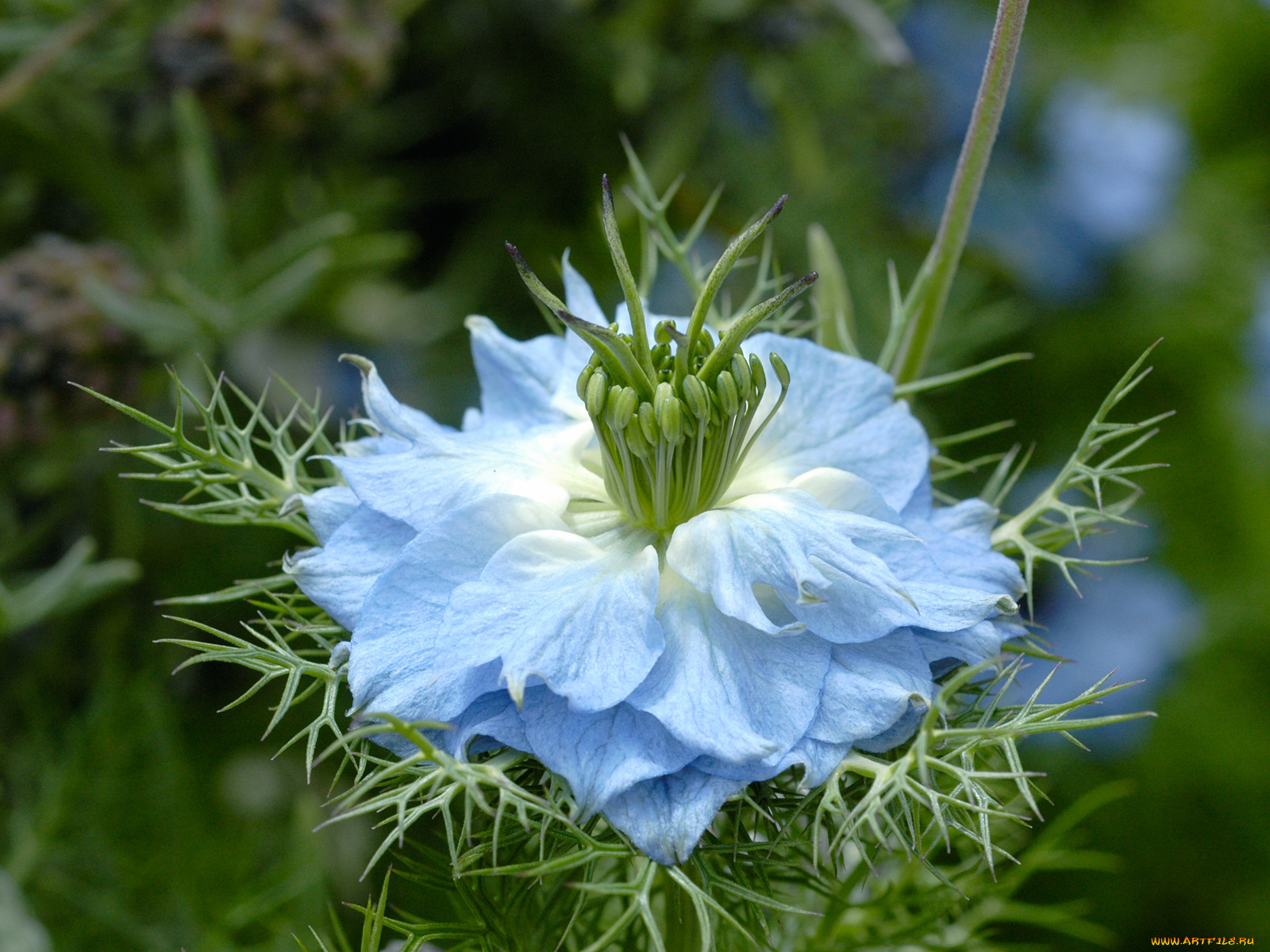 цветы, нигелла