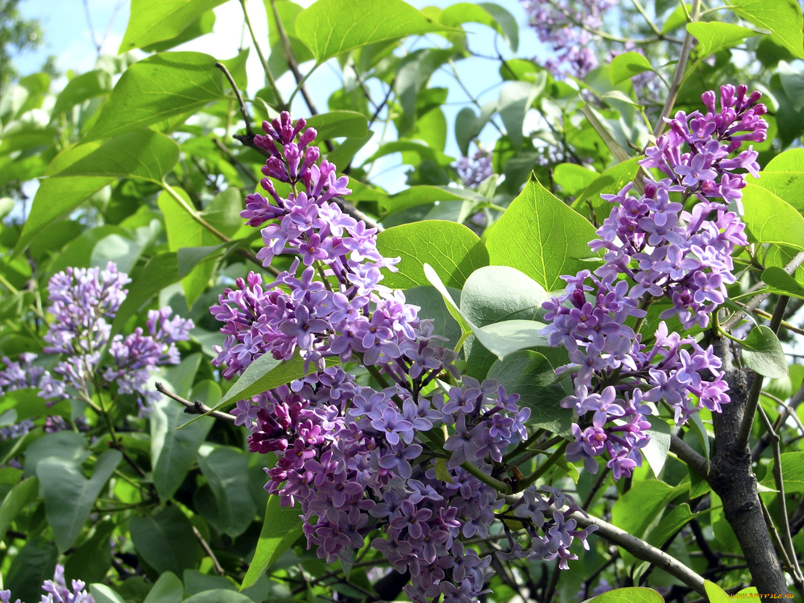 цветы, сирень