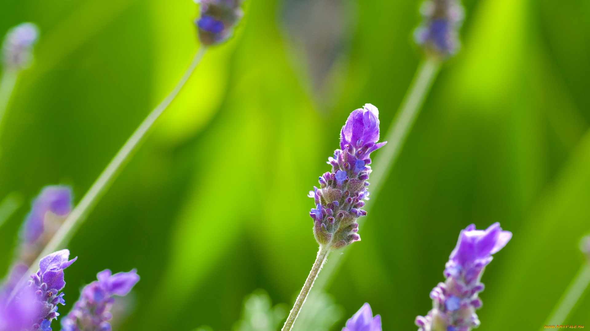 цветы, лаванда