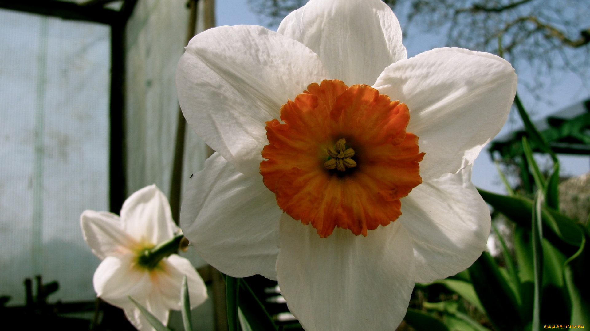 цветы, нарциссы