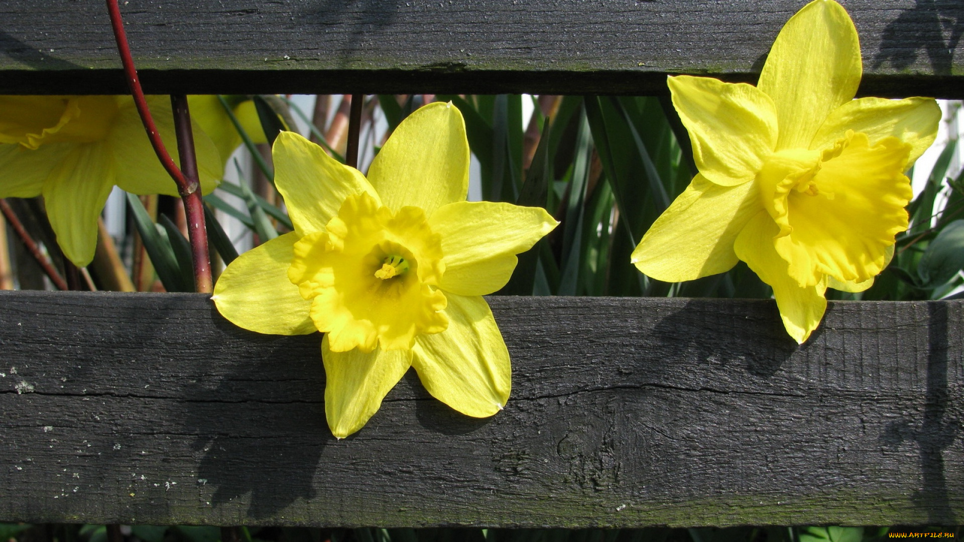 цветы, нарциссы