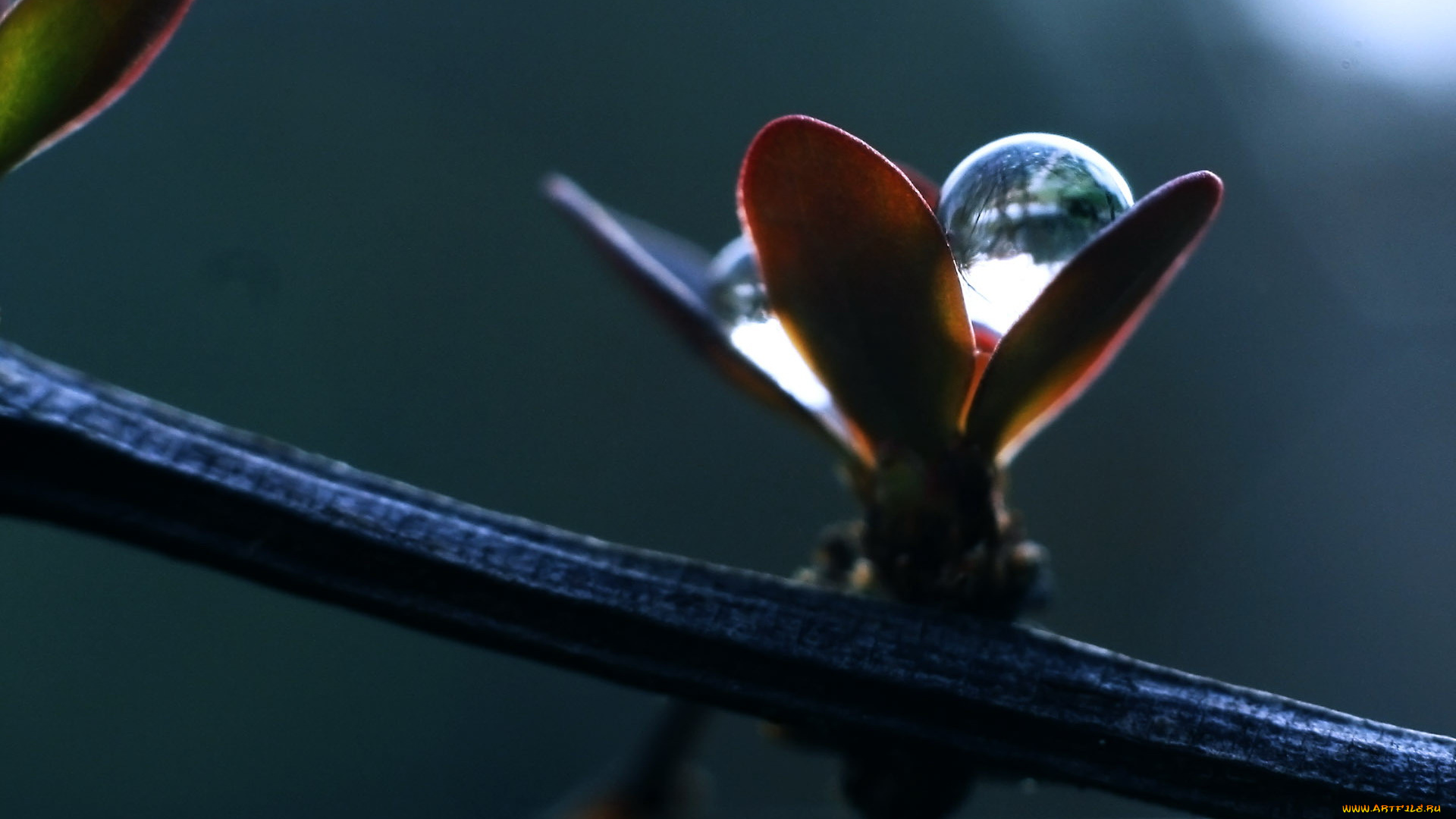 природа, макро