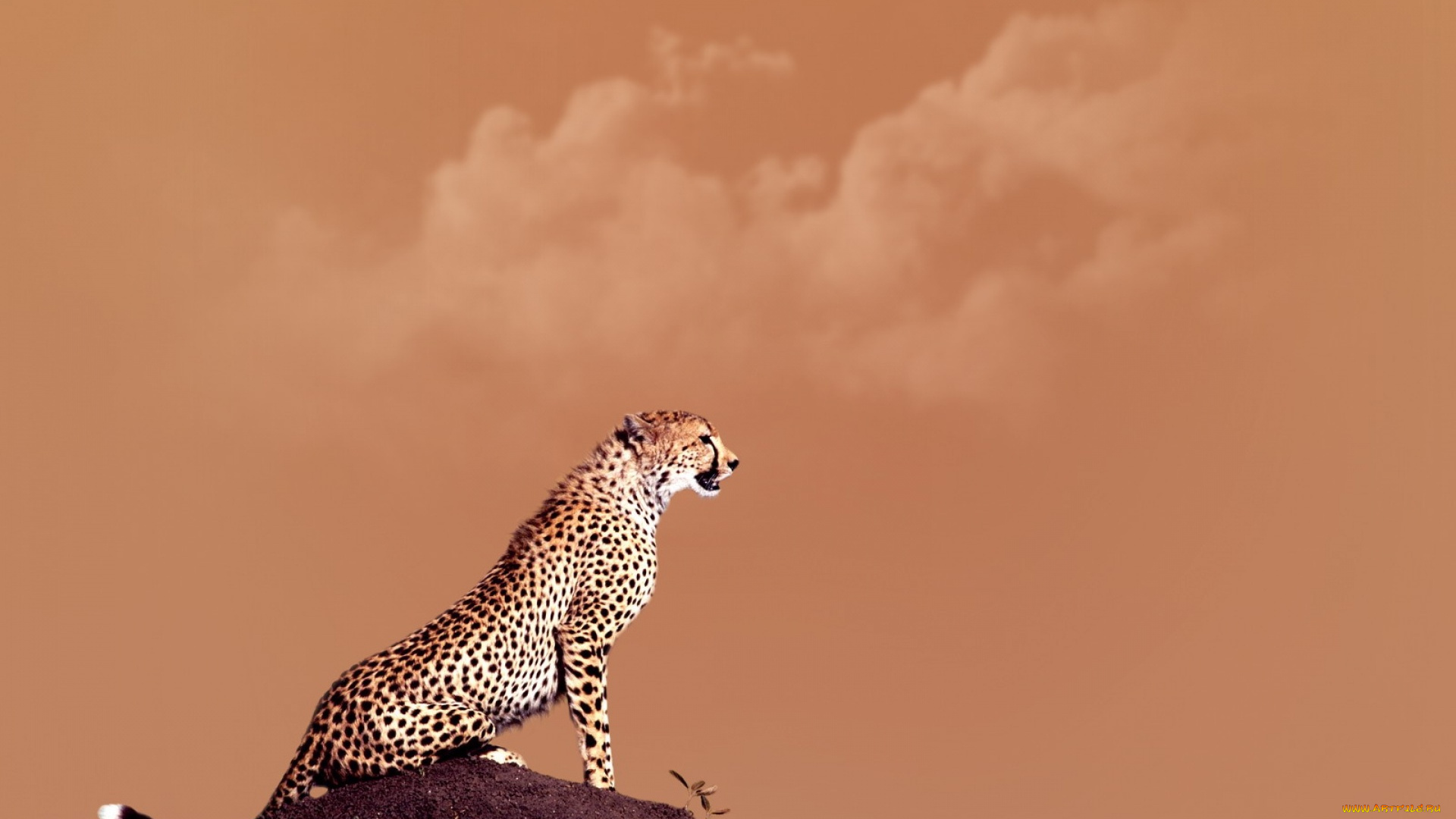 животные, гепарды