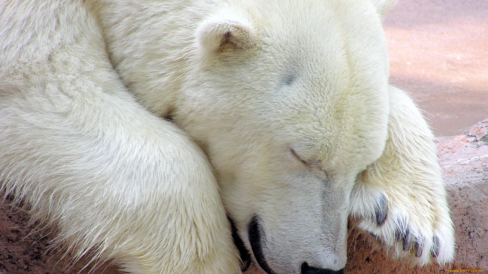 животные, медведи