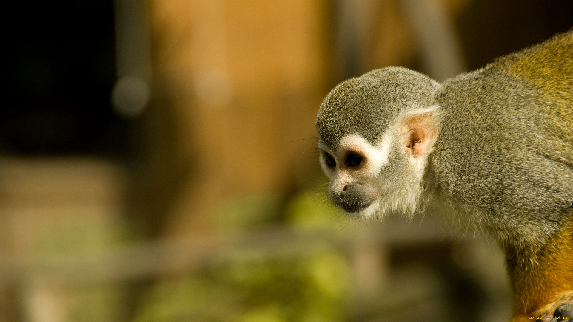 животные, обезьяны