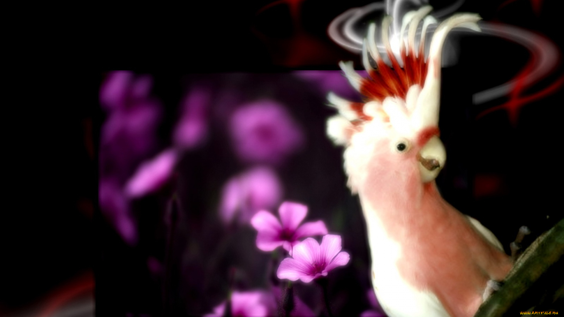 животные, попугаи