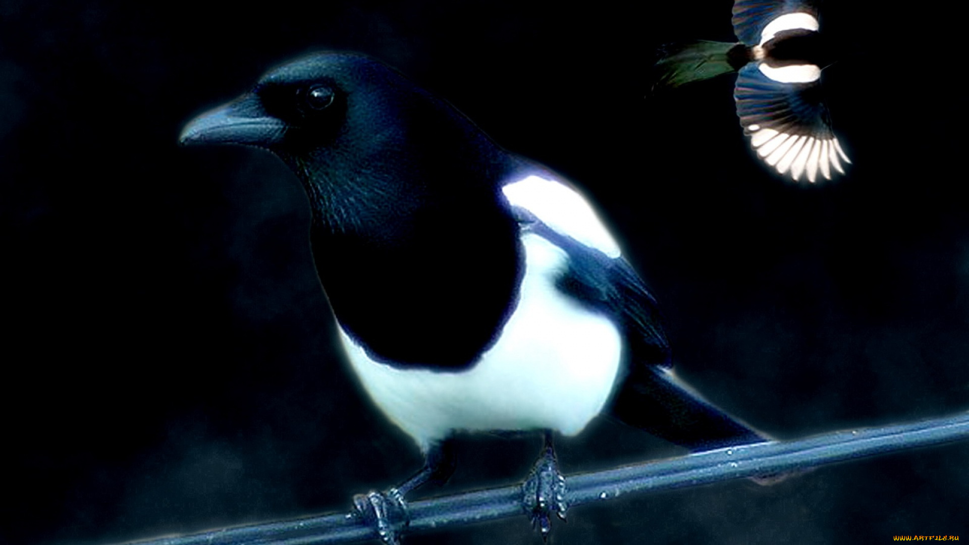 животные, птицы