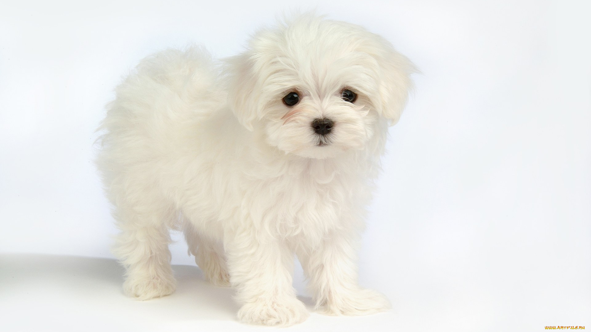 животные, собаки