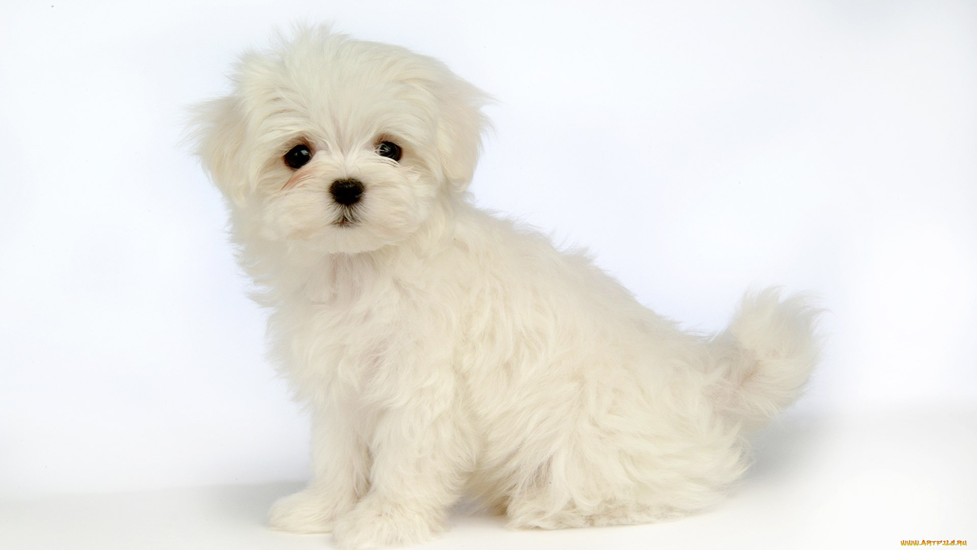 животные, собаки