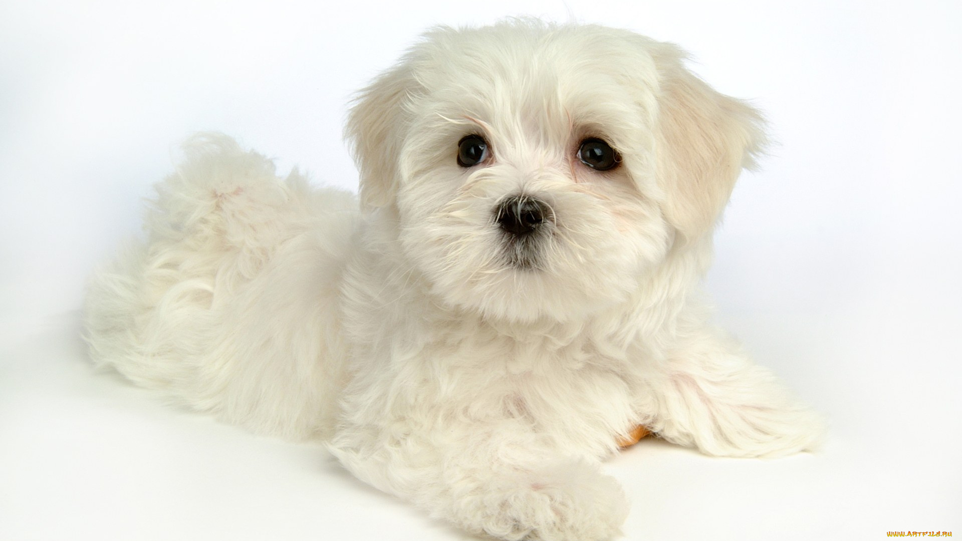 животные, собаки