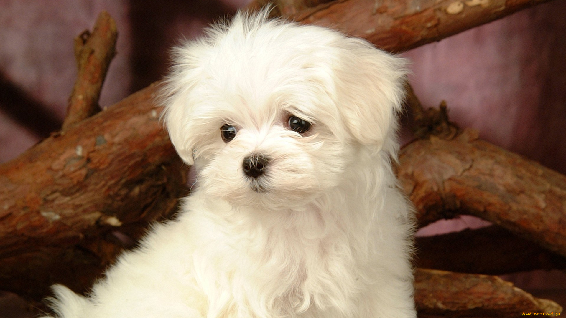 животные, собаки