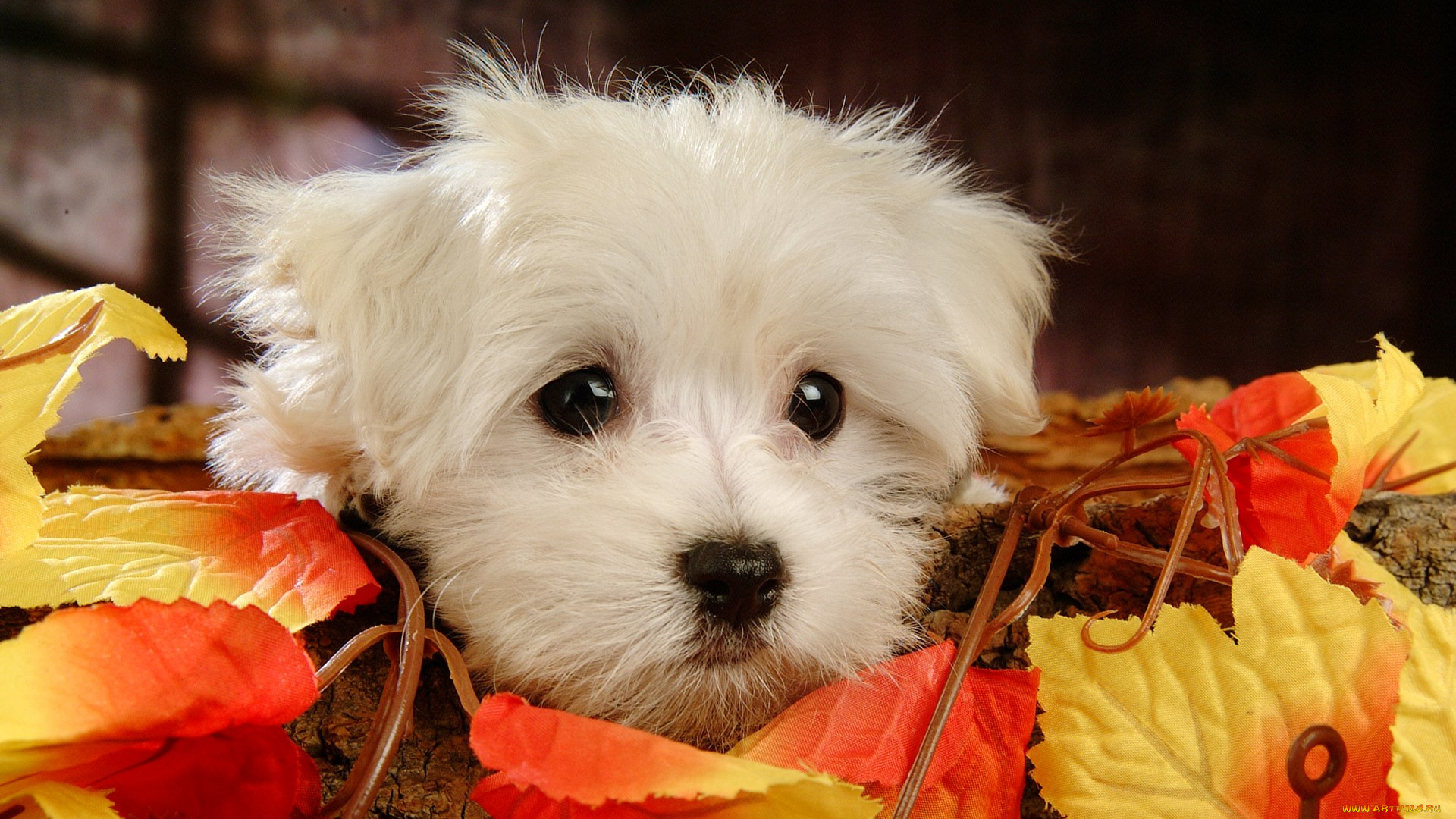 животные, собаки