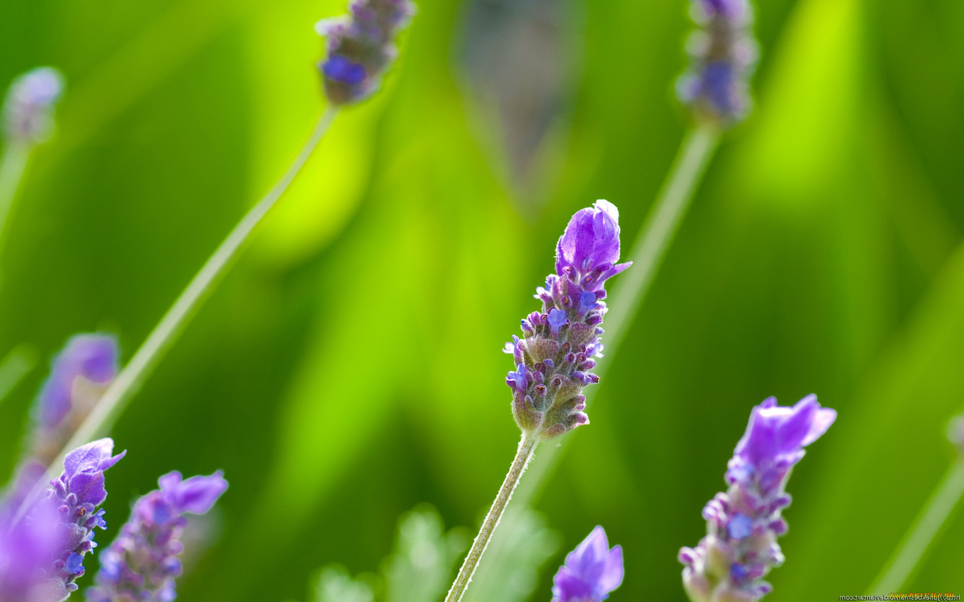 цветы, лаванда