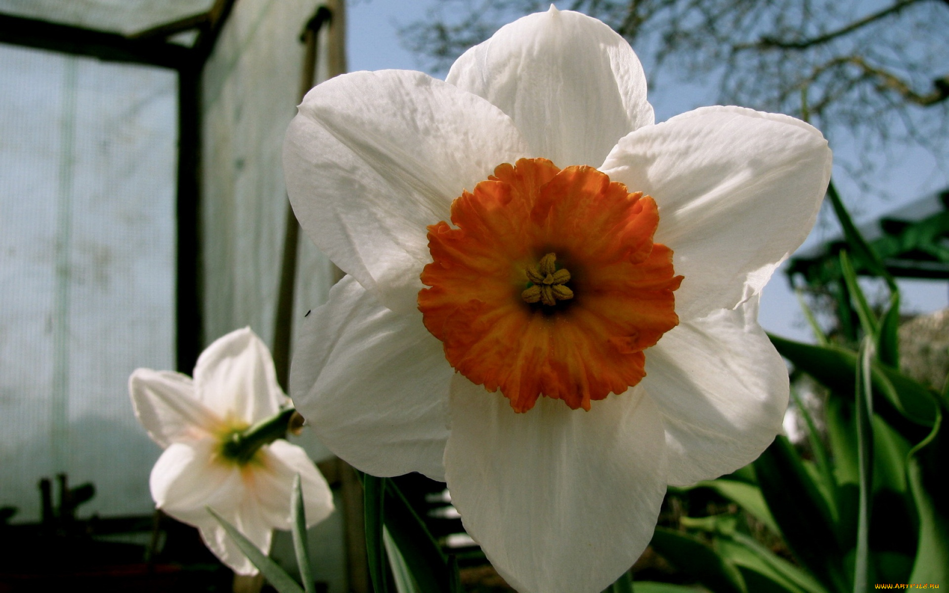 цветы, нарциссы