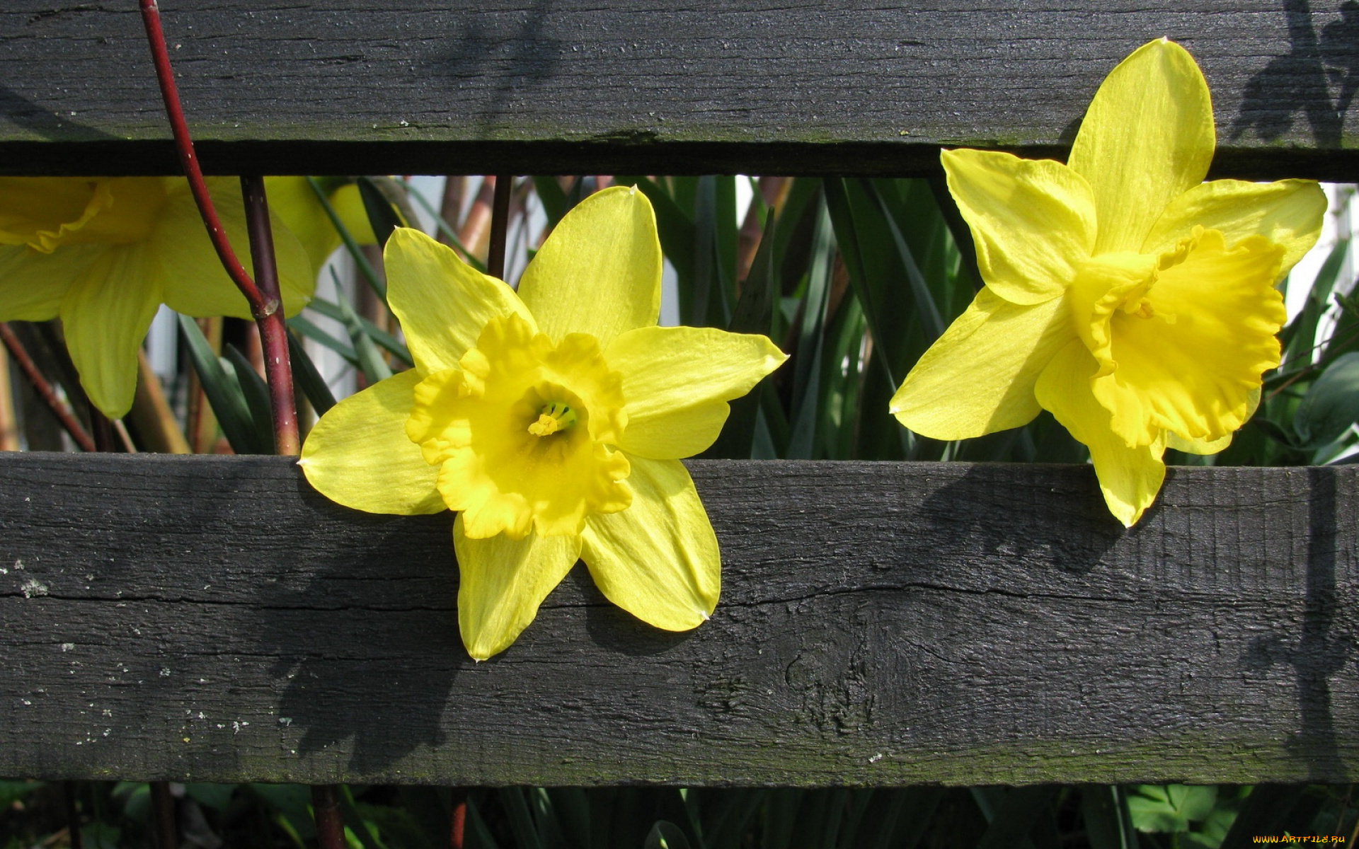 цветы, нарциссы