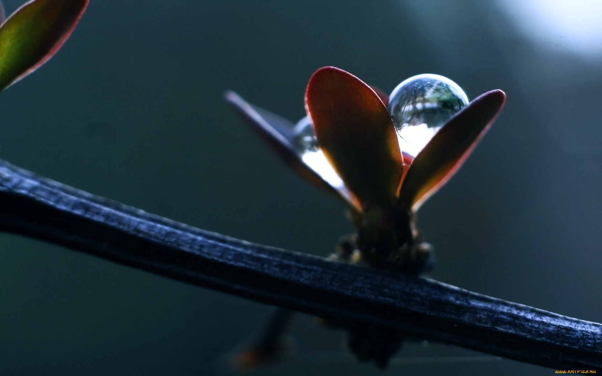 природа, макро