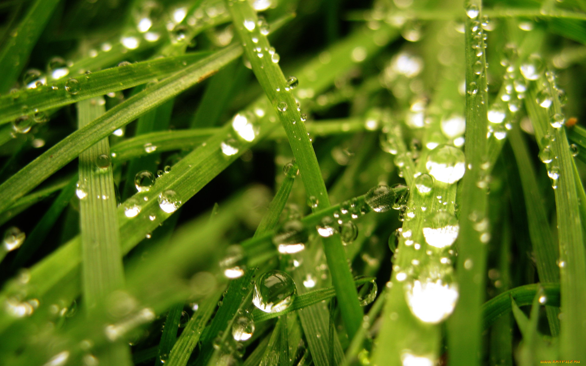 природа, макро