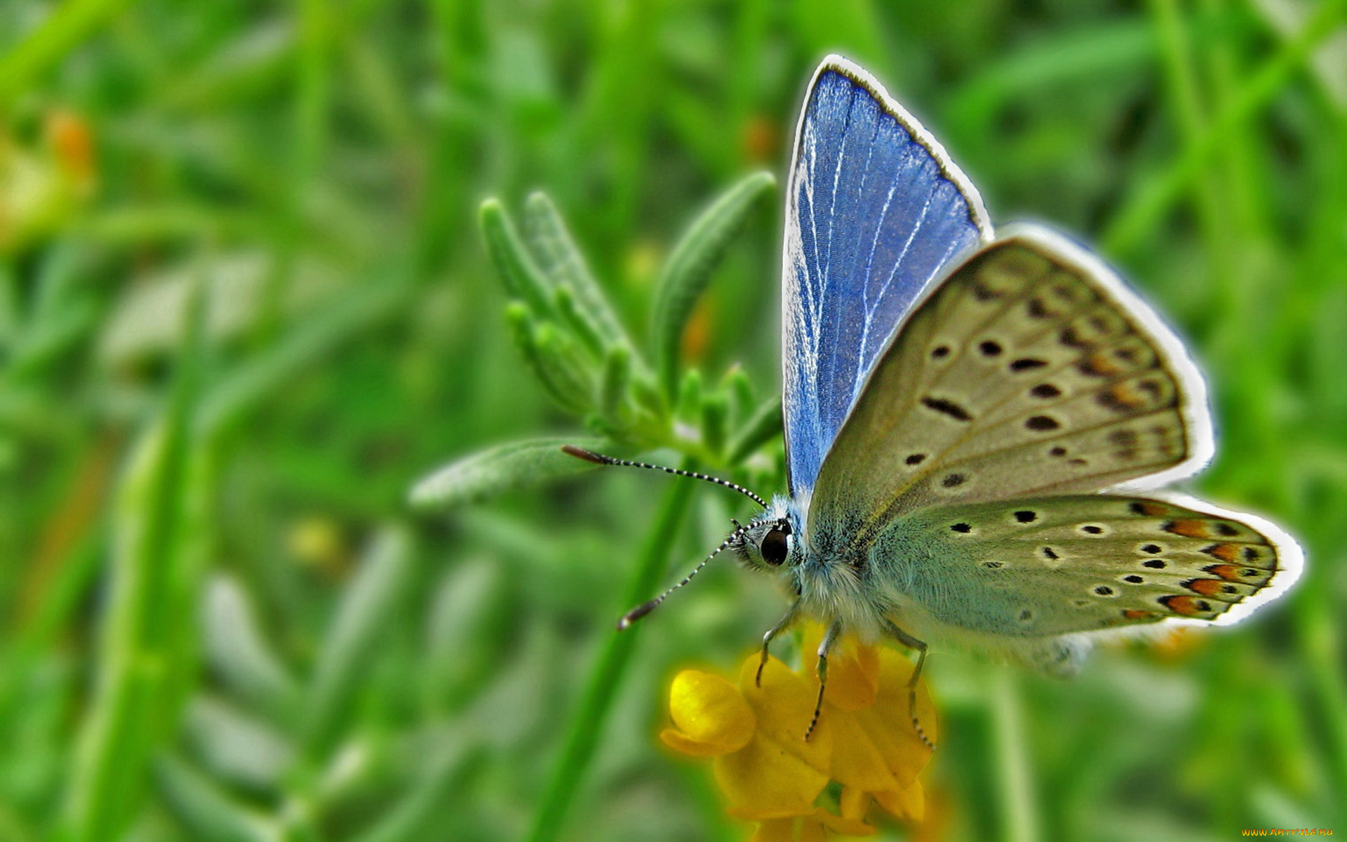 животные, бабочки