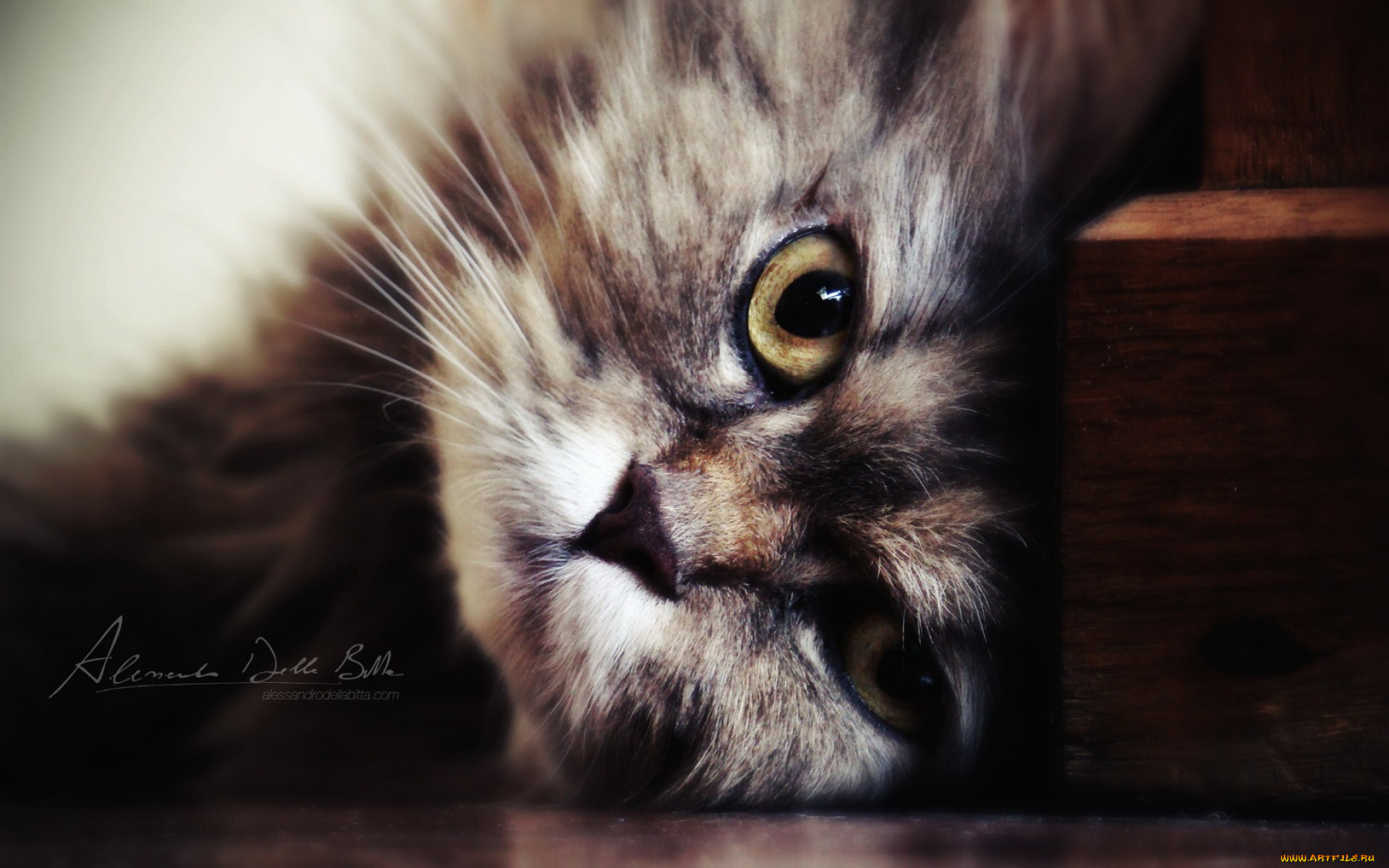 животные, коты