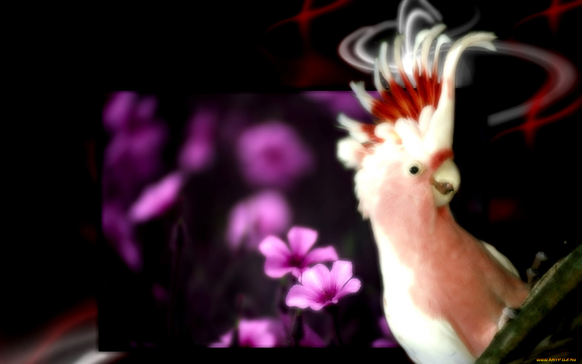 животные, попугаи