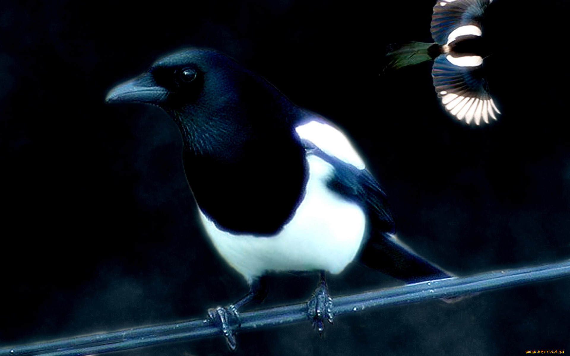 животные, птицы