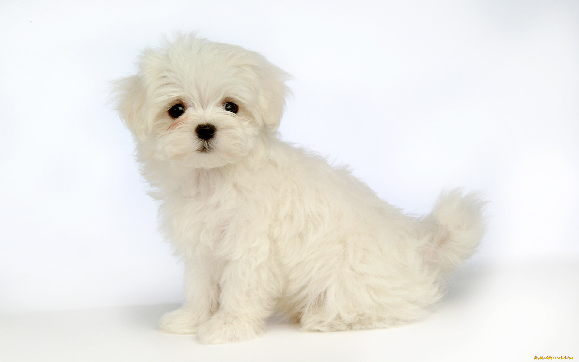 животные, собаки