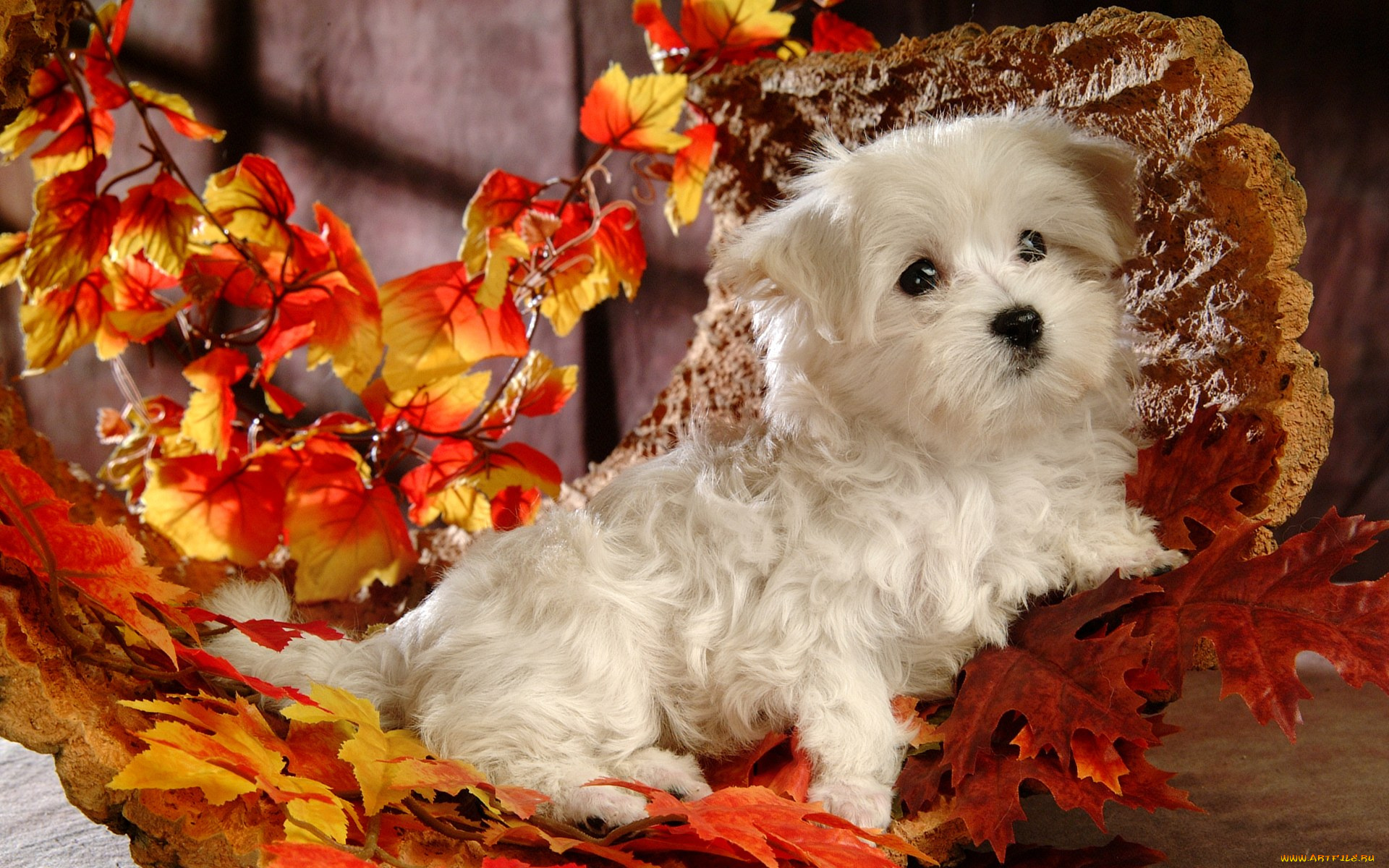 животные, собаки